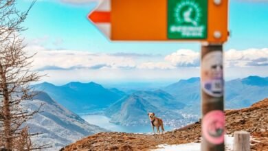 traveling abroad with pets