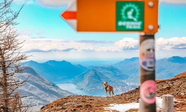 traveling abroad with pets