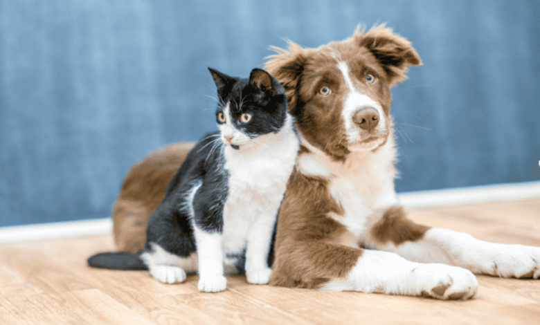 How Collagen Supports Your Pet’s Joint Health, Mobility, and Happiness
